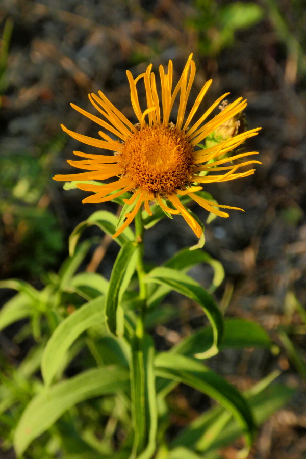 Weidenblättriger Alant (Pentanema salicinum)    RL V