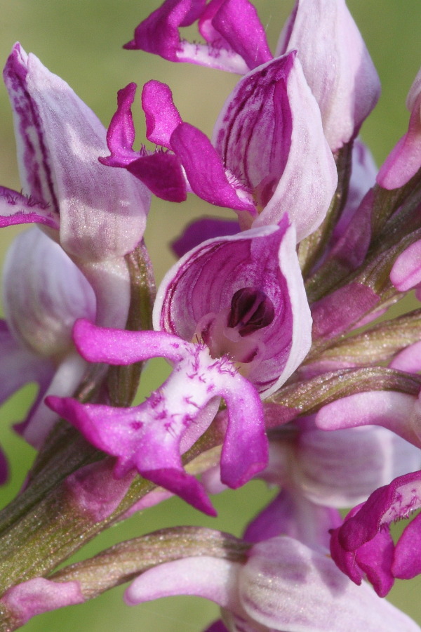 Helmknabenkraut (Orchis militaris)    RL 3