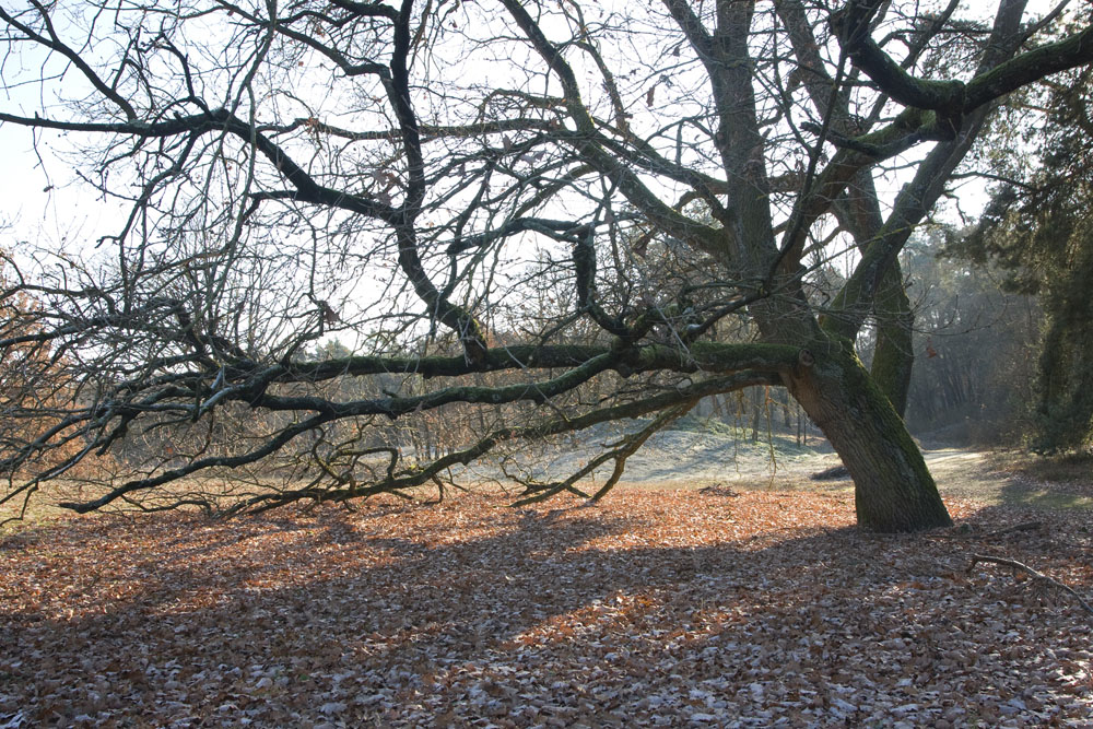 Winter im NSG Hirschacker