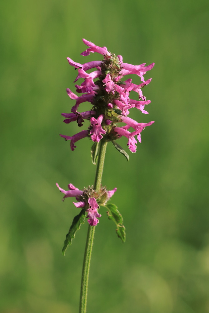 Gewöhnliche Betonie (Betonica officinalis) Heil-Ziest,   RL V