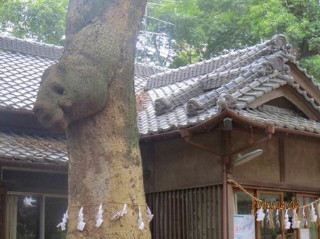 女體神社内、珍しい｢こぶ｣日本珍百景認定