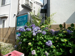 由比ヶ浜駅ホームの紫陽花が､私達を迎えるようにきれいに咲いていました。
