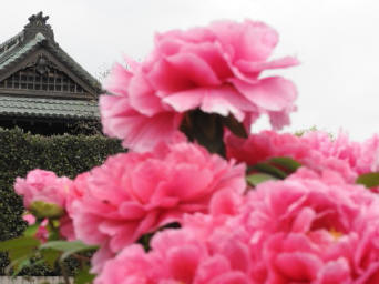 「総寺院のバラ」～佐々木撮影～