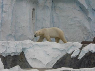 北極クマ
