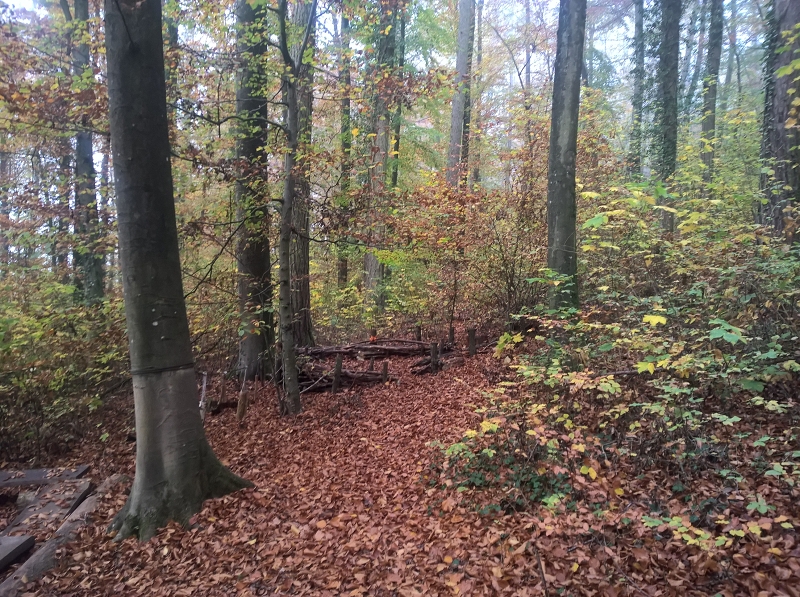 Spielorte im Wald