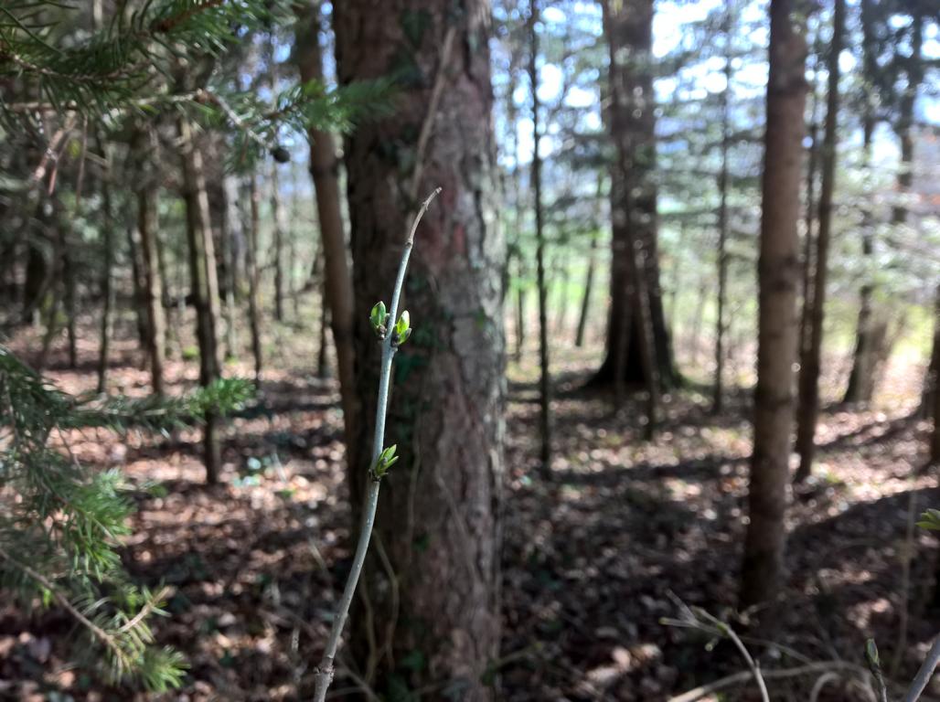 Knospen entfalten sich