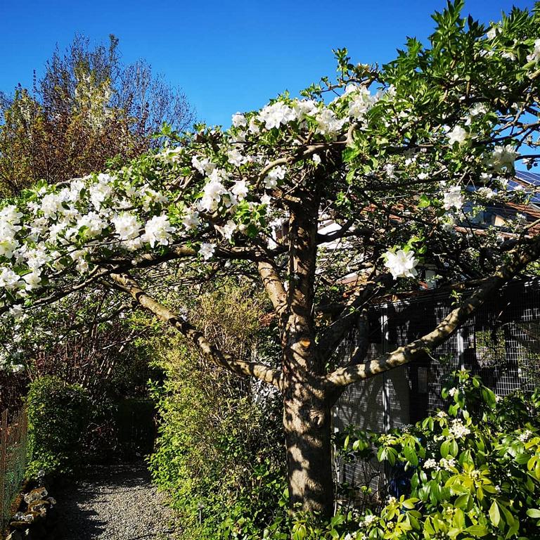 Aus diesen Blüten entstehen feine Boskop-Äpfel.