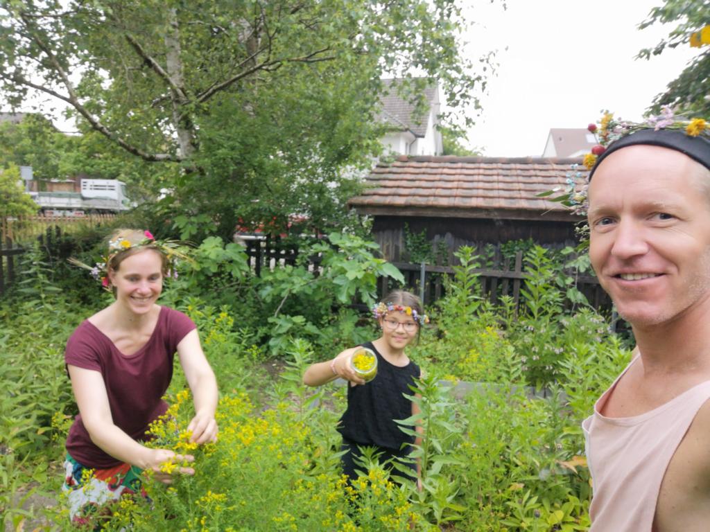 Johannisblütenernte an Litha- Sommersonnenwende am 21. Juli