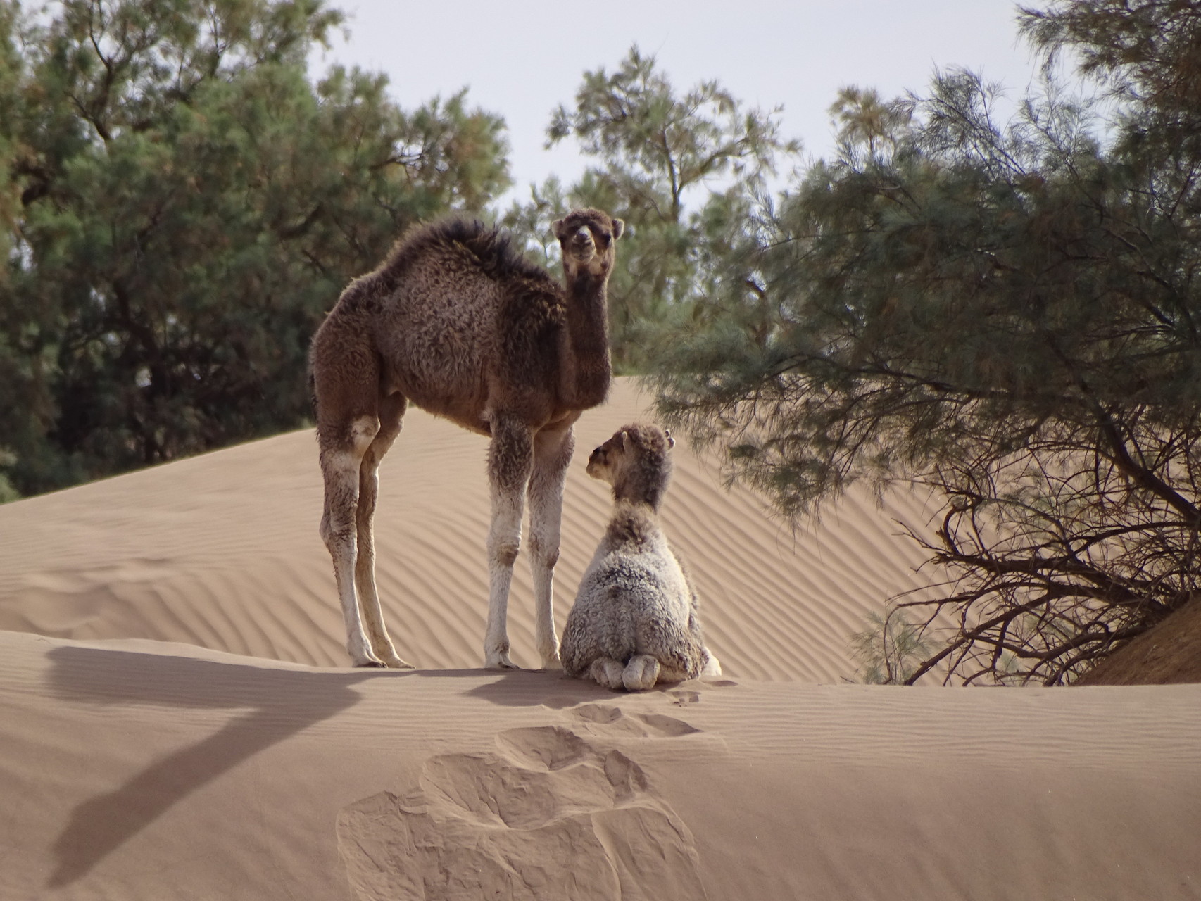 Maroc désert marche