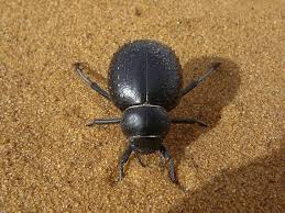 Un scarabée du désert