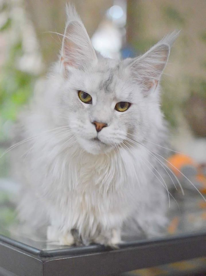 Chatons Disponibles A Vendre Chat Maine Coon A Vendre Chaton Maine Coon Chat Maine Coon A Vendre Chatterie Maine Coon 77 Nekomata Eleveur De Maine Coon E Maine Coon Eleveur Maine