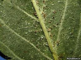cannabis maladies arignees