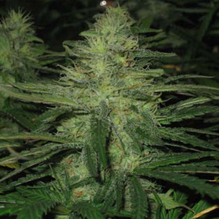 soldes fevrier nirvana seeds - blue mystic