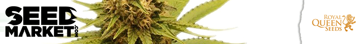 acheter des graines de cannabis en ligne seedman