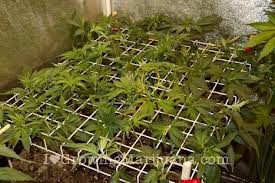 plusiers plantes de cannabis sur 1m2