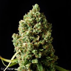 le critical kush de barneys farm