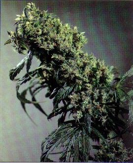 northernlight#5 sensiseeds amsterdam