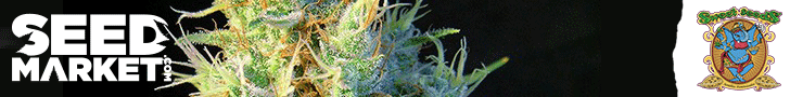 comparer les graines de cannabis des producteurs de Pays Bas