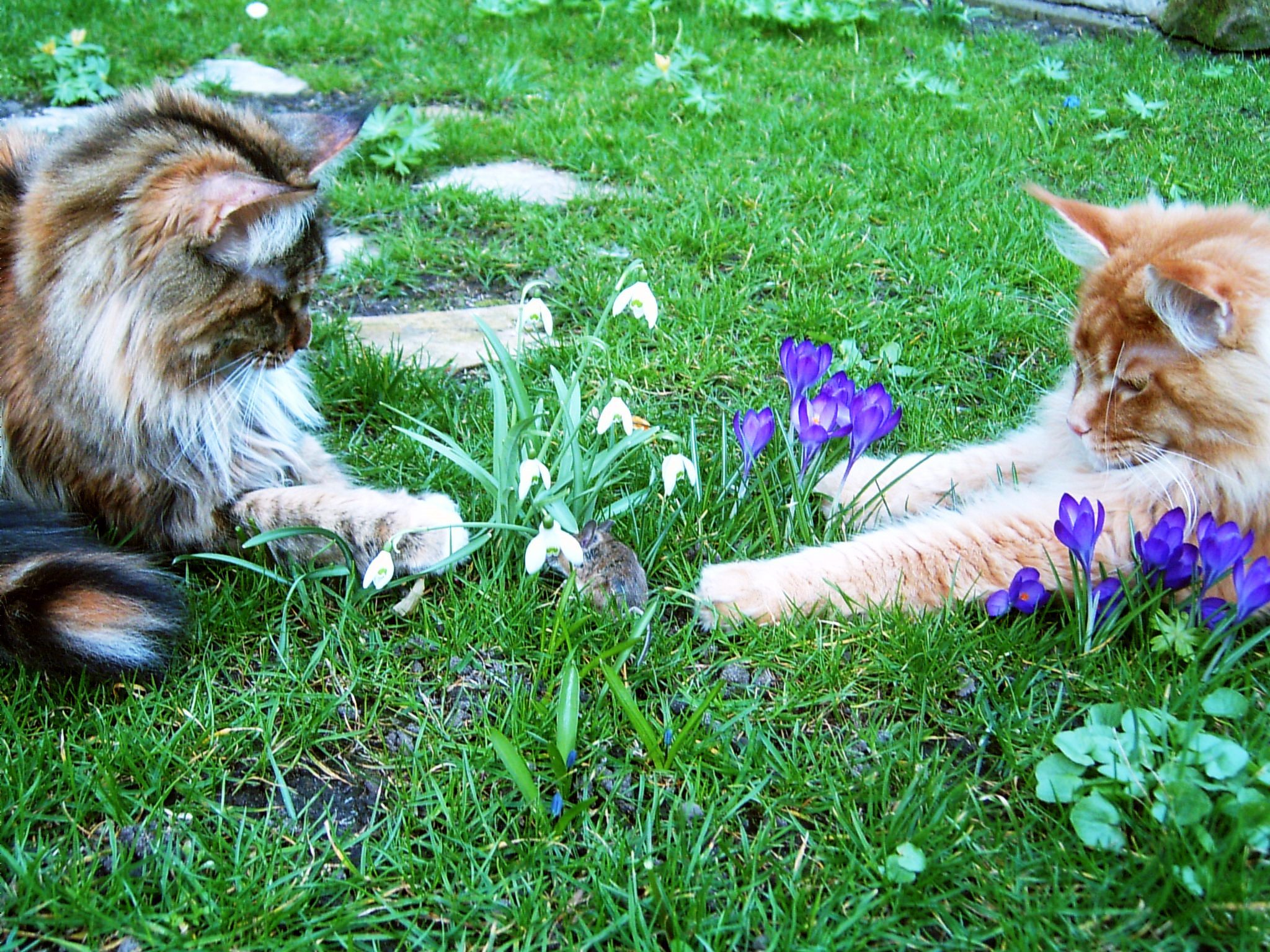 Lissy & Carlo mit Maus