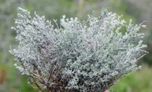 Thym de garrigue, bienfaits et recettes