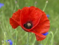 Coquelicot, bienfaits et recettes