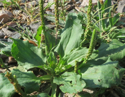 Le plantain, bienfaits et recettes