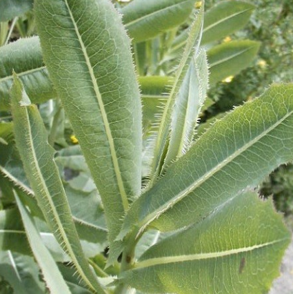 Laitue sauvage, bienfaits et recettes