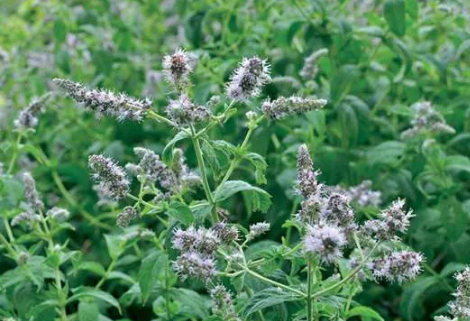 Menthes sauvages, bienfaits et recettes