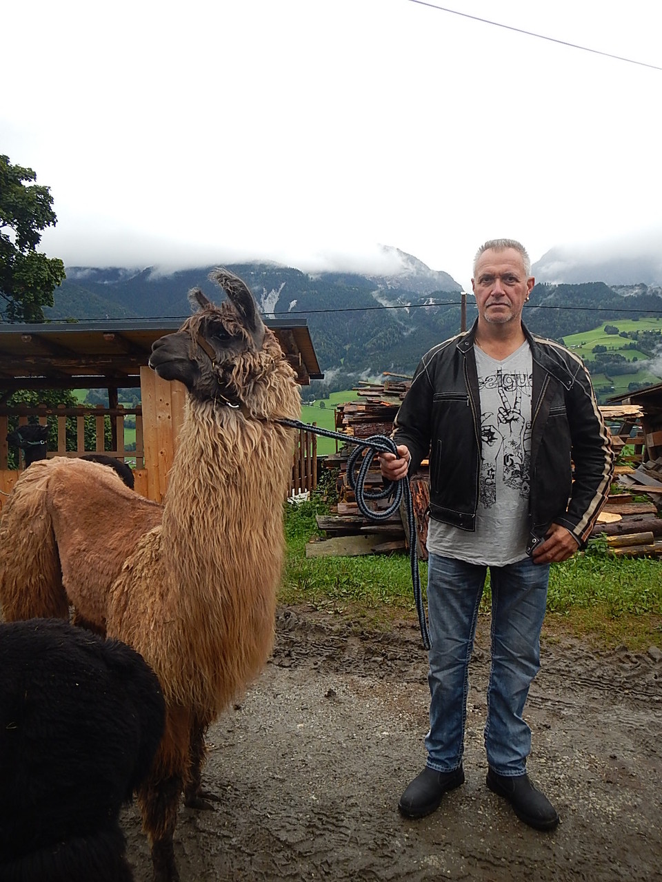 19.Stikom: Lama- u. Alpaka-Trekking - stikoms Webseite!