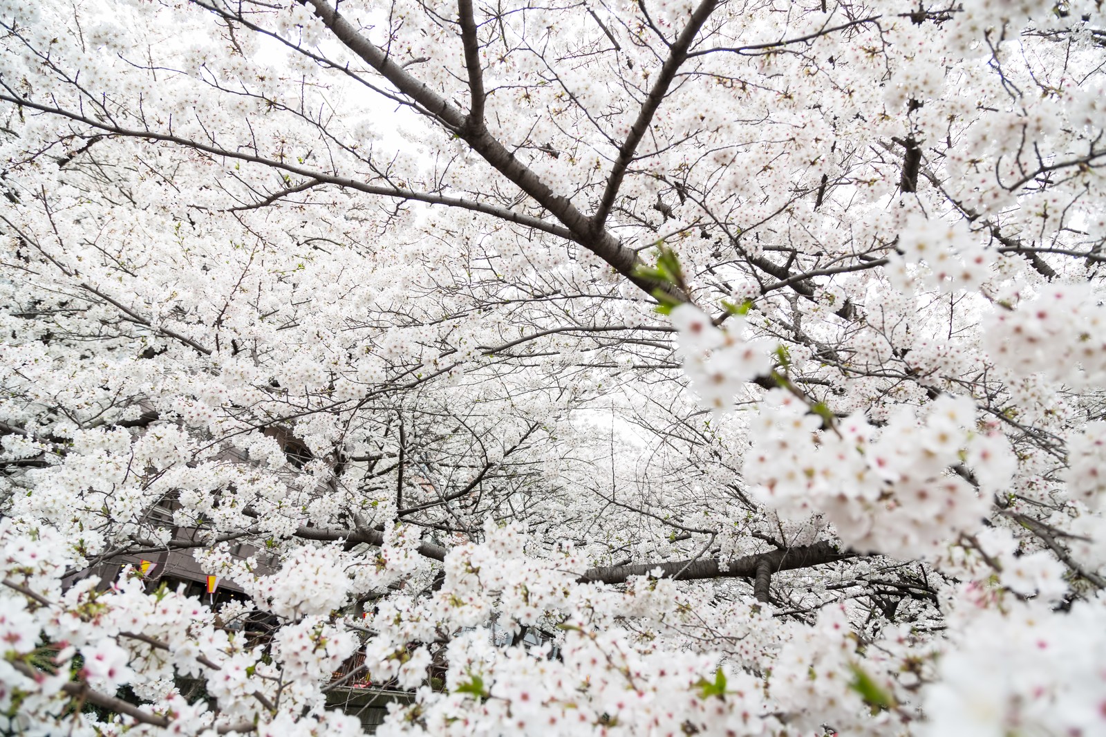 落合公園 で花見 19 桜の見頃や開催イベント 駐車場は 名古屋発こどもの遊び場 落合公園 で花見 19 桜の見頃や開催イベント 駐車場は 名古屋発こどもの遊び場