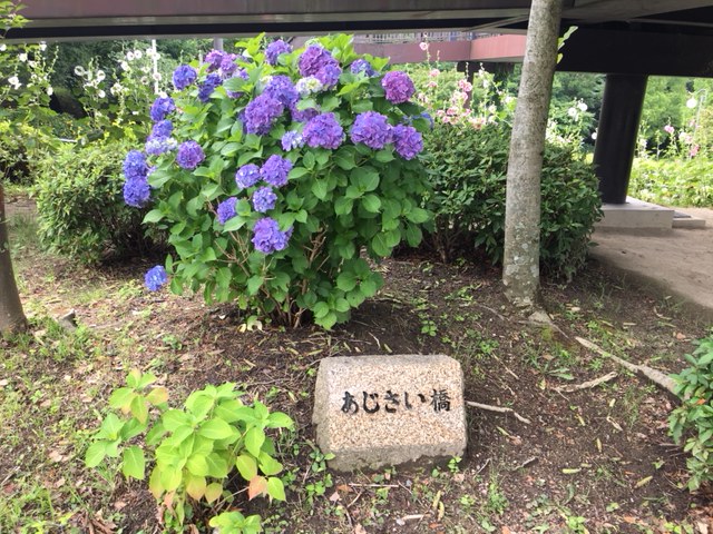 茶屋ヶ坂公園＿季節の花・植物、あじさい