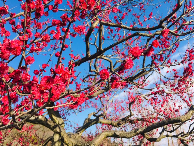 東谷山フルーツパーク＿桜の名所