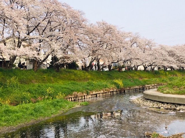 五条川＿季節の花・植物