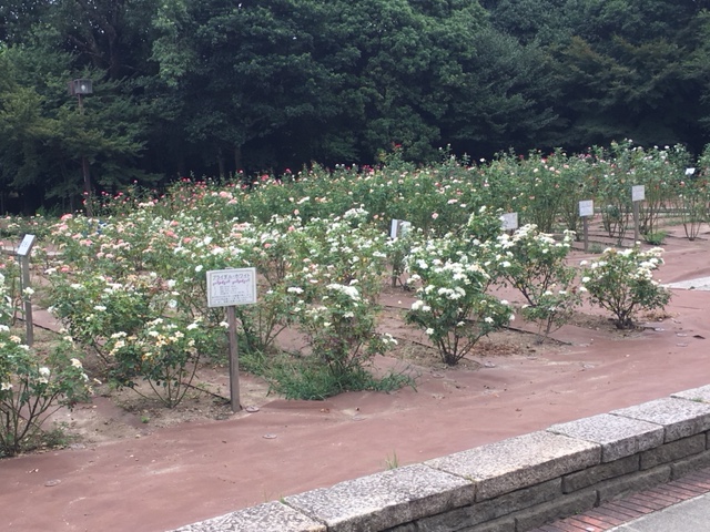 バラ園。5月・11月にバラ祭りを開催
