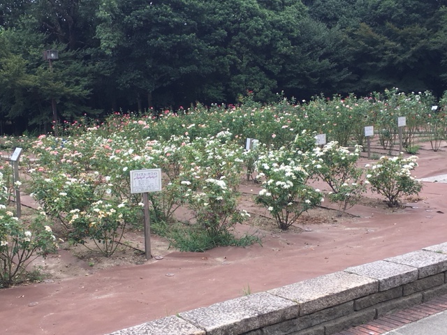 バラ園。5月・11月にバラ祭りを開催