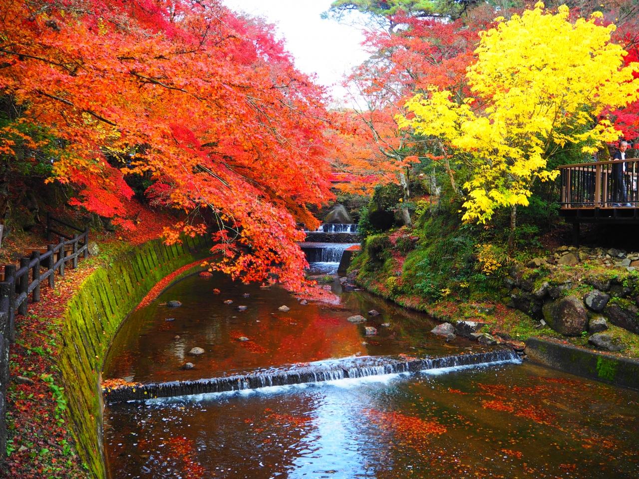 人気のコレクション 鶴舞公園紅葉