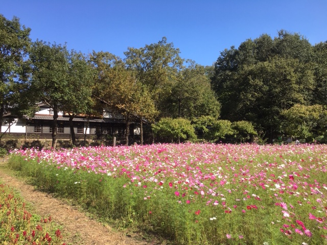 ぎふ清流里山公園＿季節の花・植物