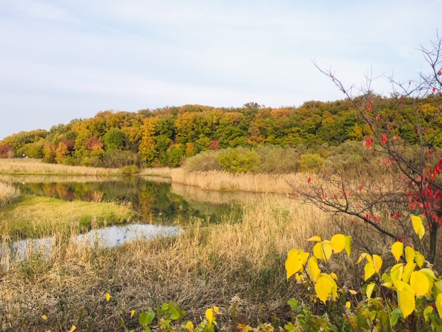 天白公園＿紅葉・大根池