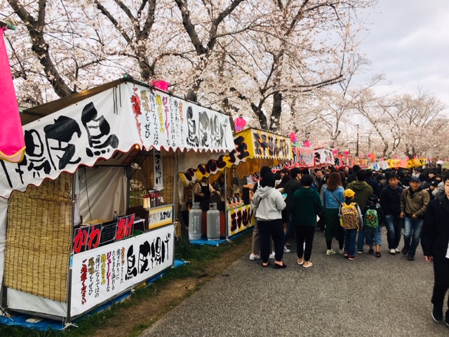 五条川＿岩倉市桜まつり