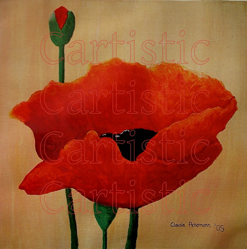 Mohnblüte - Acryl, 50cm x 50cm