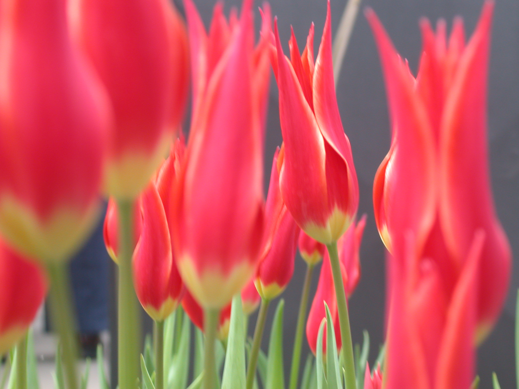 Tulpen