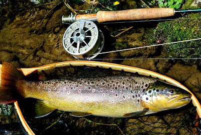 big brown trout on mayfly imitation on flyrod while flyfishing lamson