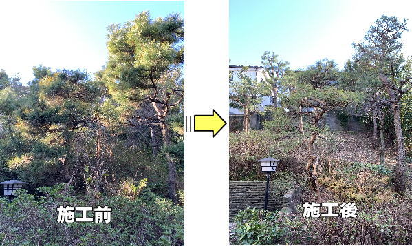 個人邸松の木のあるお庭の剪定作業