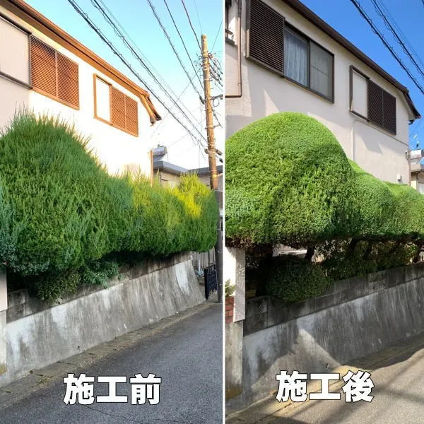 毎年剪定している個人邸イブキの垣根の剪定作業