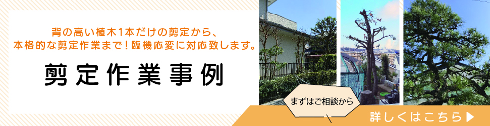 剪定作業事例