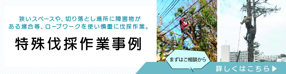 特殊伐採作業事例