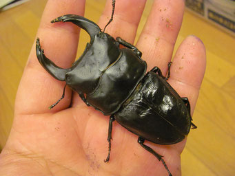 ■■大型美形系統　川西産　♂８１、♀５４×２　合計3頭■■ 川西市産オオクワガタ☆大型♂81ミリ♀50ミリ前後新成虫ペア 1