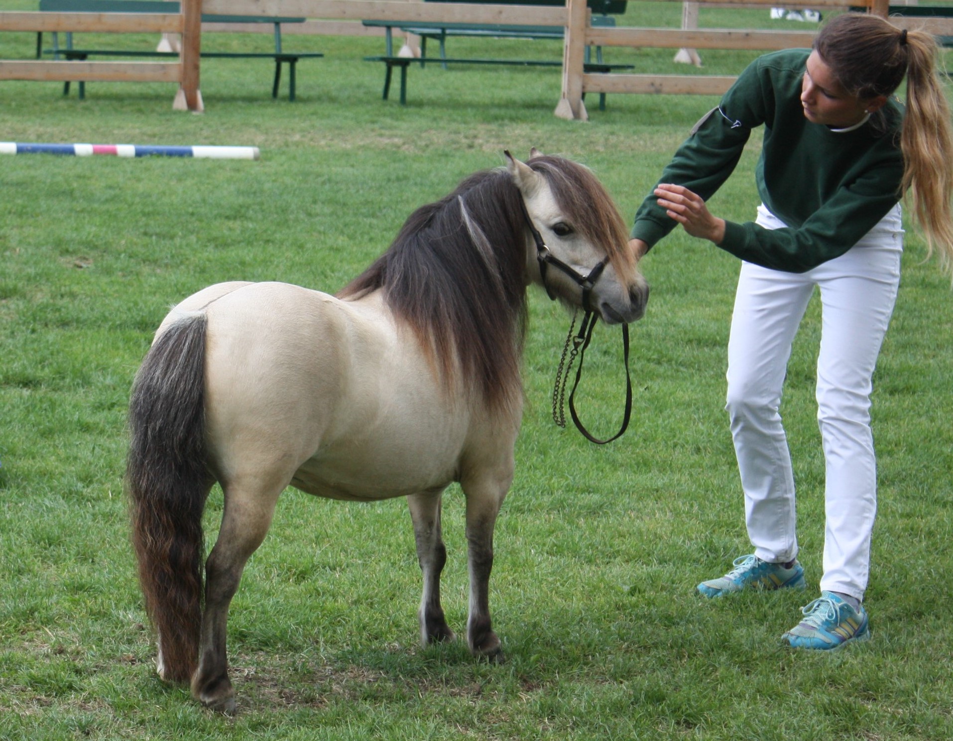 Herzlich Willkommen auf dem Gestüt Bayern´s - tiger-miniponys Jimdo-Page!