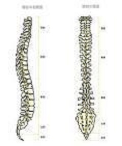 身体が歪むと背骨も歪み、身体の不調の原因となります。