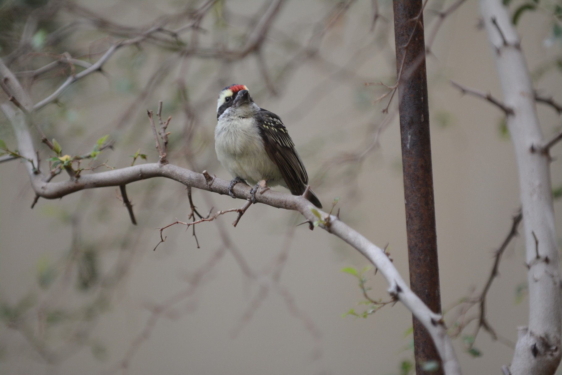 Diadembartvogel